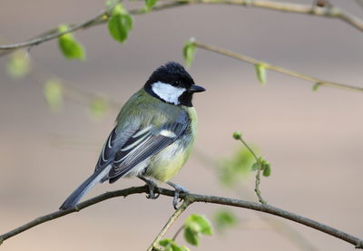 Close-up of bird perching on branch