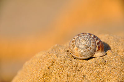 Close-up of seashell on rock