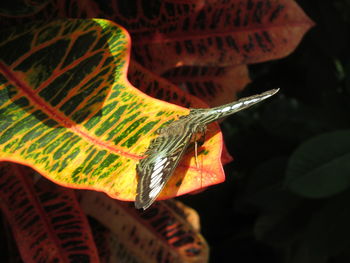 Close-up of leaf