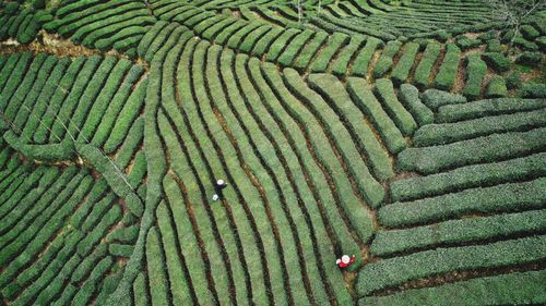 Full frame shot of agricultural field