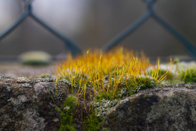 Macro pictures of bright green moss in winter moss and lichen covered stone wall,wildlife