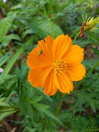 Close-up of orange flower blooming outdoors