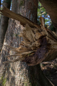 Close-up of dried plant on tree trunk