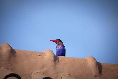 Low angle view of bird perching on rock against clear sky