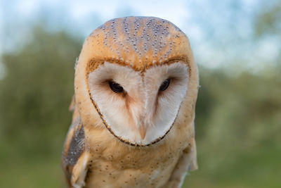 Close-up portrait of a owl