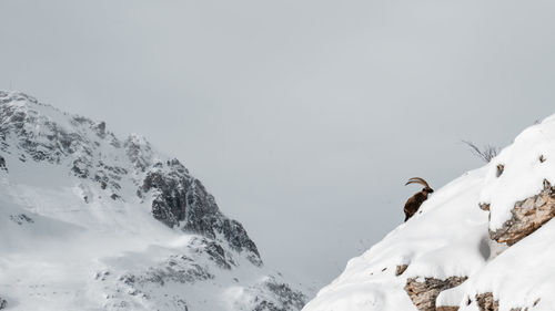 View of snow covered mountain against sky with alpine ibex