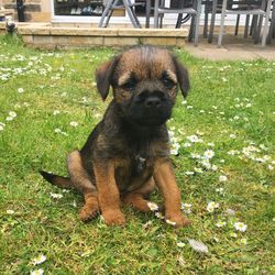 Border terrier puppy