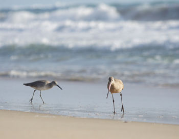 Birds on beach