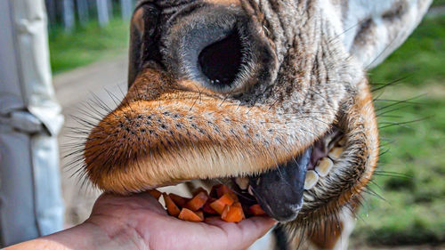 Close-up of the hand holding the orange carrot and the mouth of a giraffe, blurred background