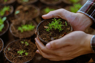 Cropped hand of person planting sapling