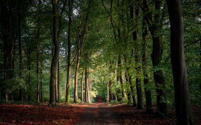 Footpath amidst trees in forest