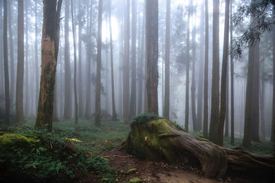 Trees in forest