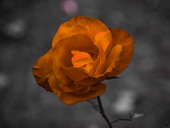 Close-up of orange rose