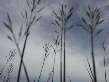 Low angle view of plants against sky