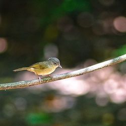 Close-up of bird perching on tree