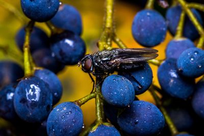 Close-up of grapes