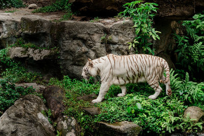 Side view of white tiger walking in forest