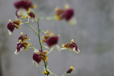 Close-up of flowers against blurred background