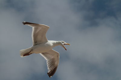 Bird flying in sky