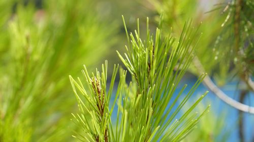 Close-up of fresh green grass