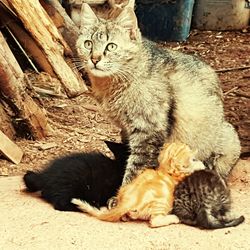 Portrait of kitten sitting outdoors