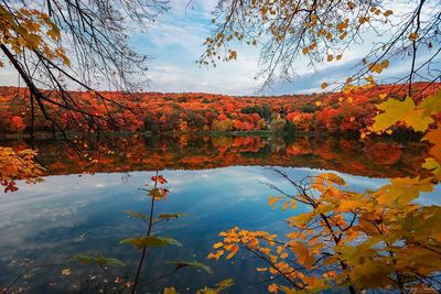 Reflection of trees in calm lake