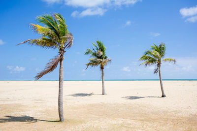 Coconut palm trees on beach against sky