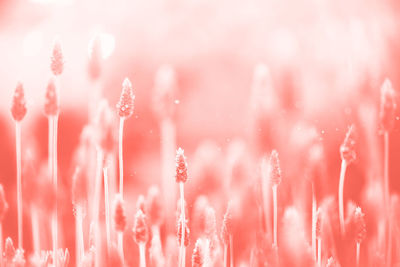 Close-up of pink flowering plants