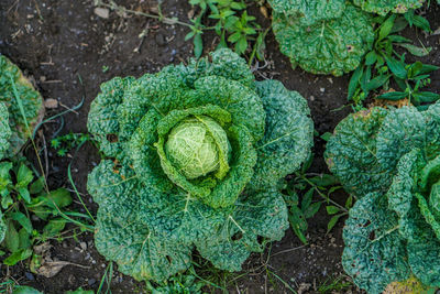 High angle view of vegetable on field