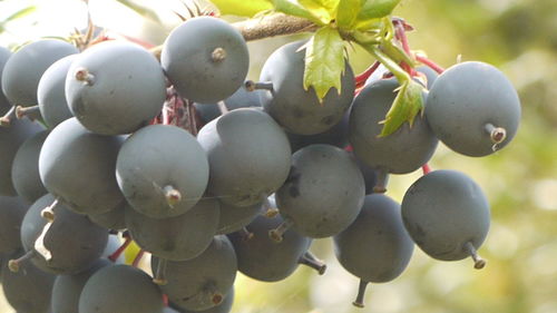 Close-up of grapes against blurred background