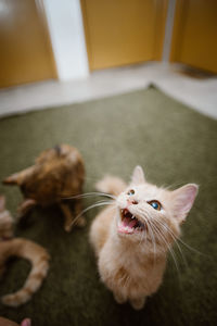 Close-up of a cat looking away