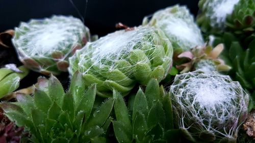 Close-up of succulent plant