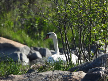 Bird perching on rock