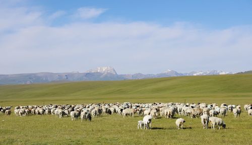 Flock of sheep grazing on field against sky