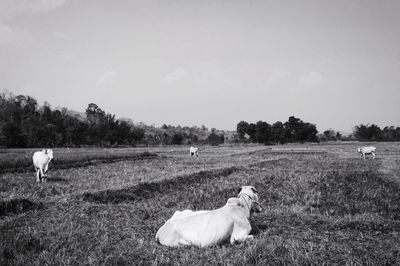 View of cows grazing on field