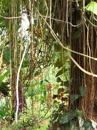 Close-up of plants on tree