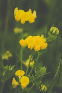 Close-up of yellow flower