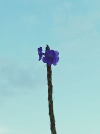 Low angle view of pink flowering plant against blue sky