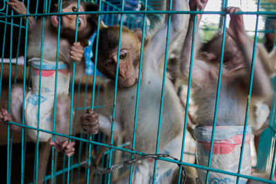 Close-up of monkey in cage