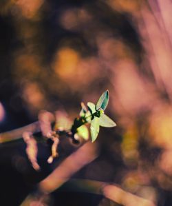 Close-up of hand holding plant