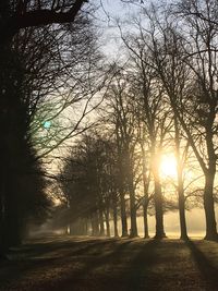 Trees at sunset