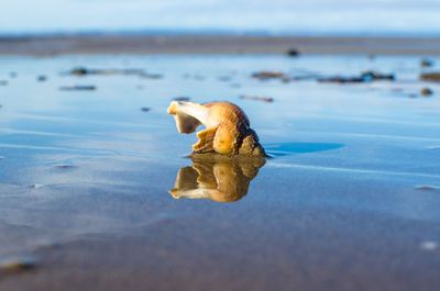 View of a turtle on beach