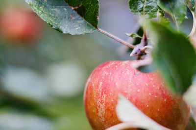 Close-up of strawberry growing on tree