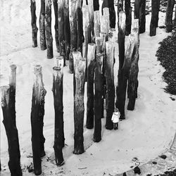 Panoramic view of trees