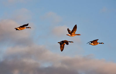 Low angle view of birds flying in sky