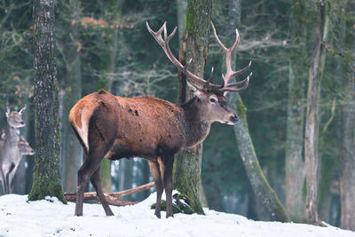 A red deer stag in a forest. 