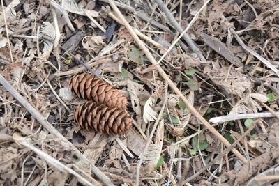 High angle view of pine cone on field in forest