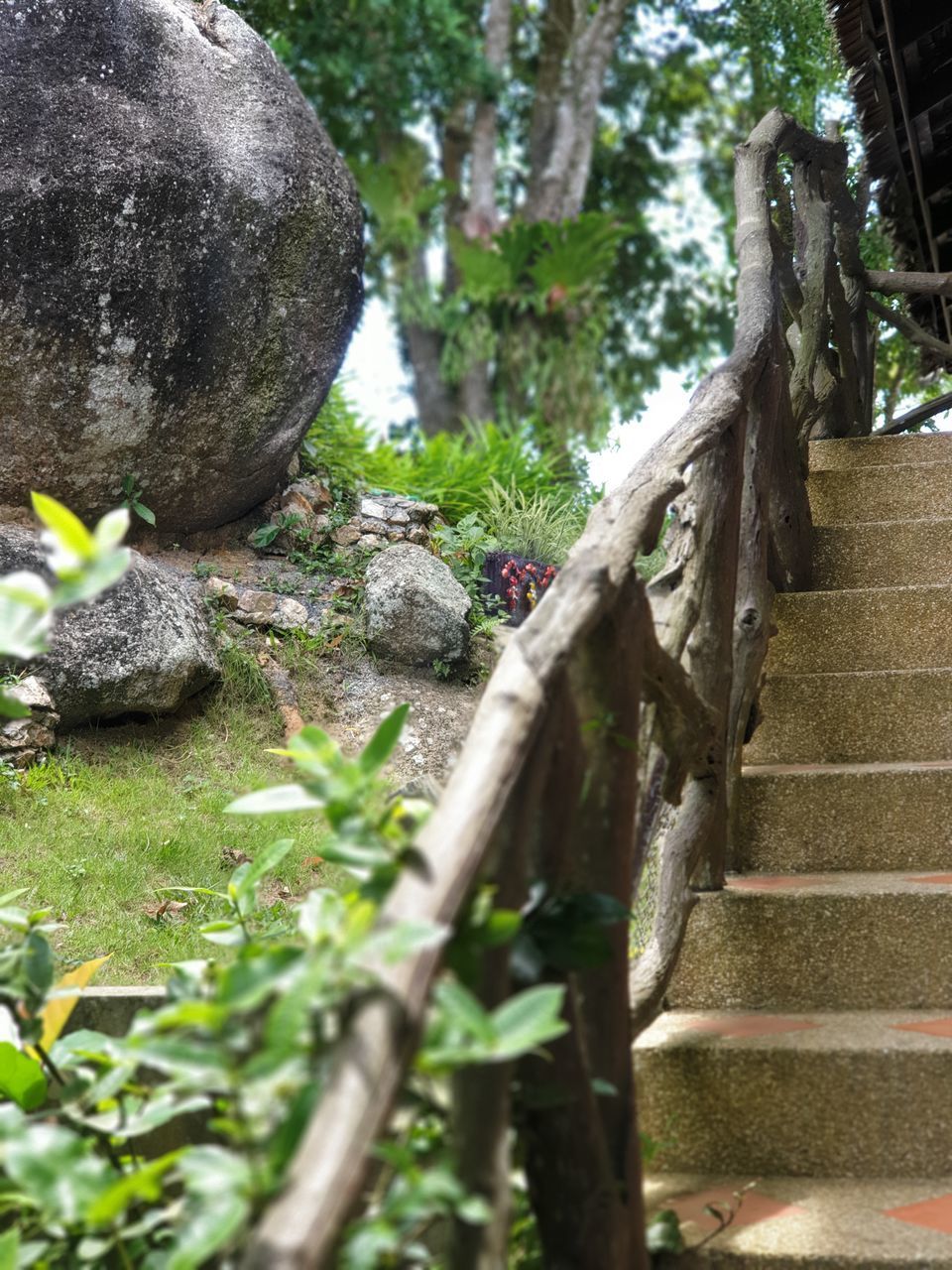 LOW ANGLE VIEW OF PLANT AGAINST TREE