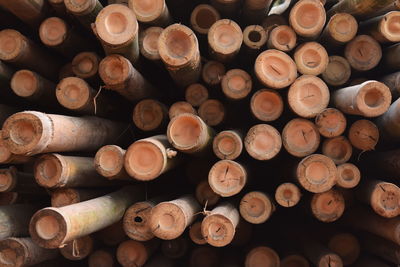 Full frame shot of logs in forest