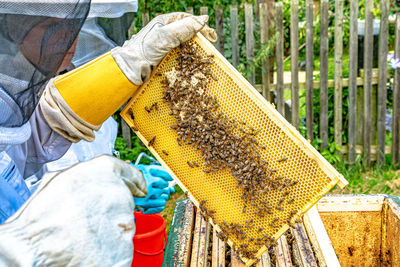 Low angle view of bee on the floor